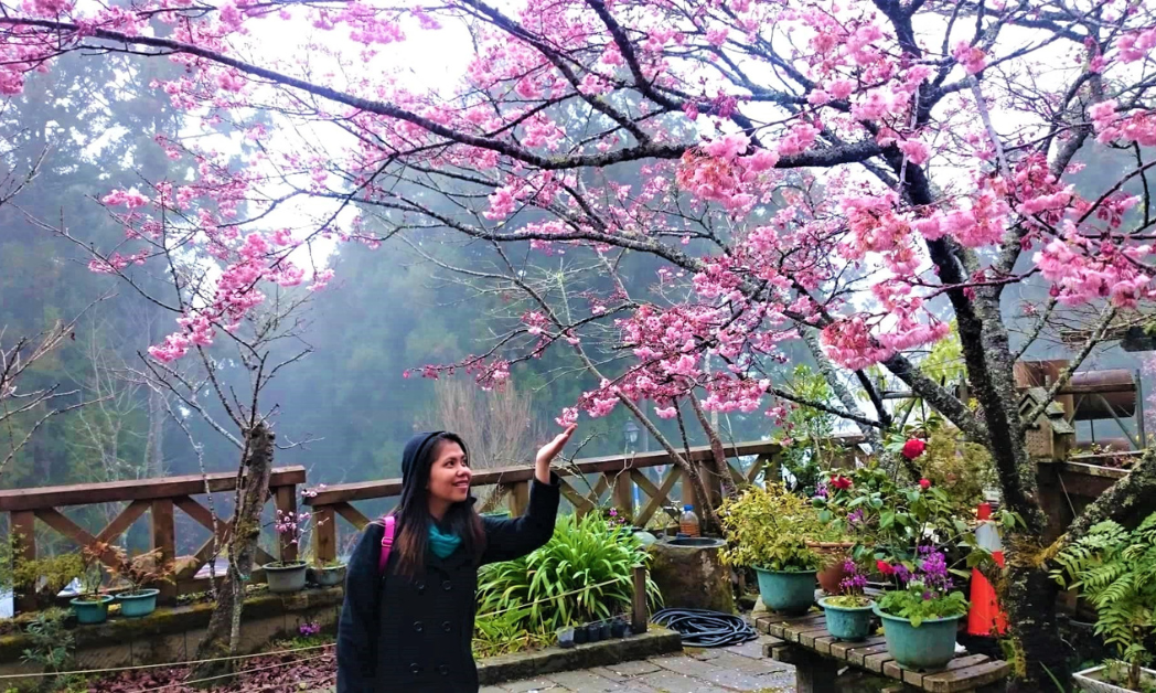 Alishan Cherry Blossoms - Taiwan Tourist Destinations